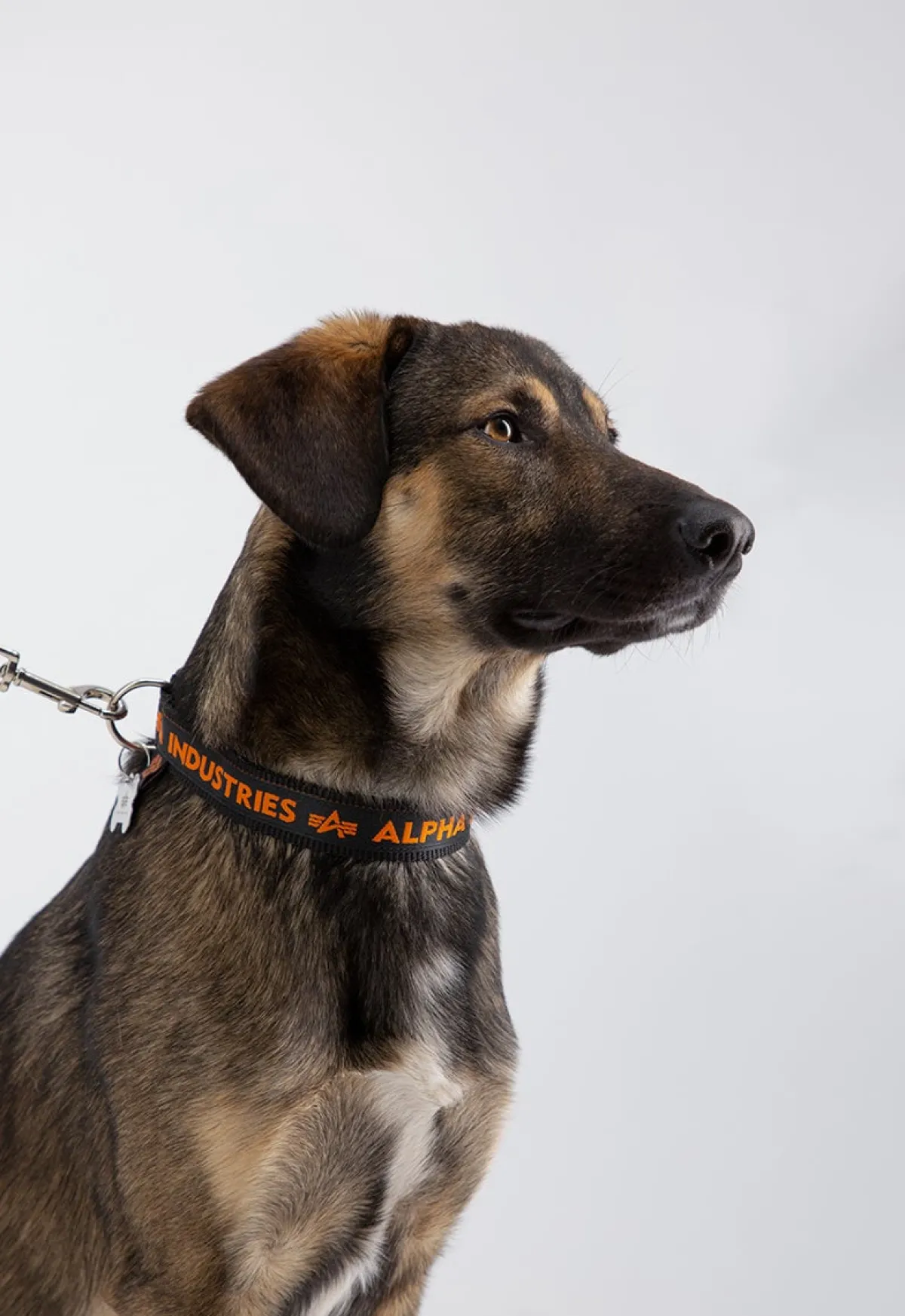 Online AI Dog-Tag-koiran kaulapanta Muut Tarvikkeet|Lemmikkitarvikkeet