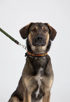 Online AI Dog-Tag-koiran kaulapanta Muut Tarvikkeet|Lemmikkitarvikkeet