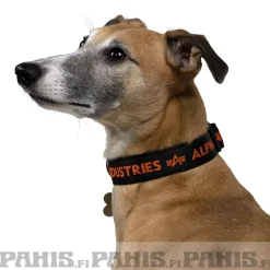 Online AI Dog-Tag-koiran kaulapanta Muut Tarvikkeet|Lemmikkitarvikkeet