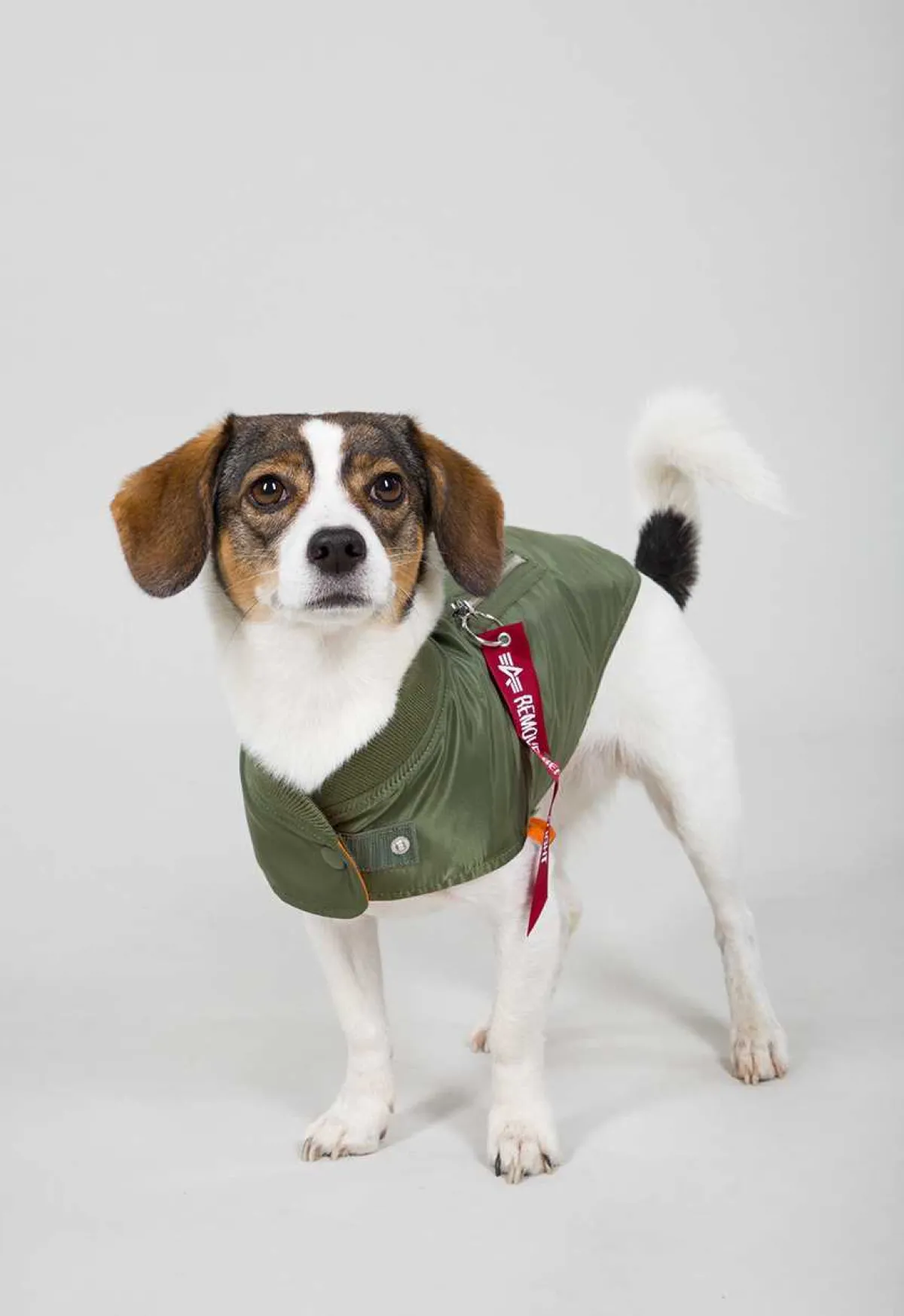 Dog MA-1 Jacket- koiran takki Muut Tarvikkeet|Lemmikkitarvikkeet